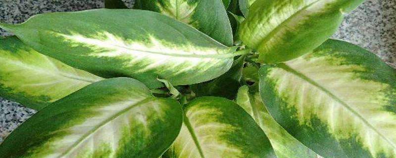 The difference between Dieffenbachia and Dieffenbachia