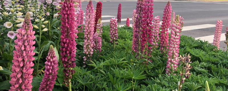 The difference between foxglove and lupine