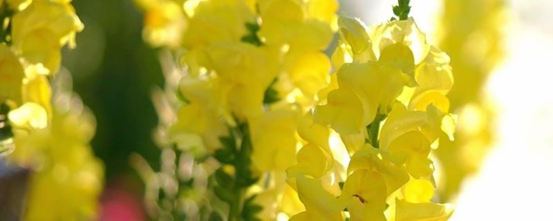 The difference between snapdragons and lupines