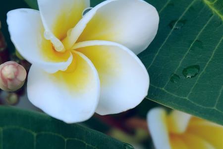 Frangipani