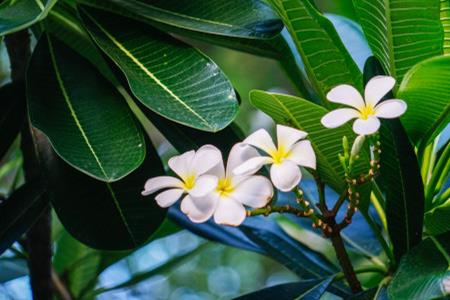 Plumeria