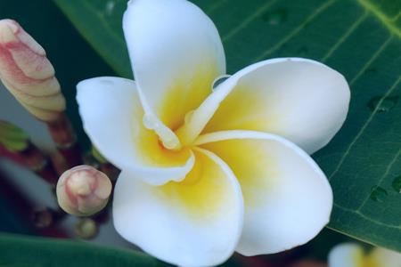 Plumeria