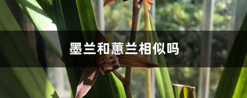 The difference between Mo Lan and Cymbidium