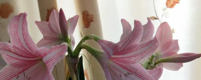 The difference between French orchid and amaryllis