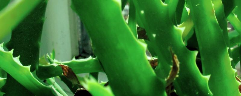 The difference between dragon claw and aloe vera