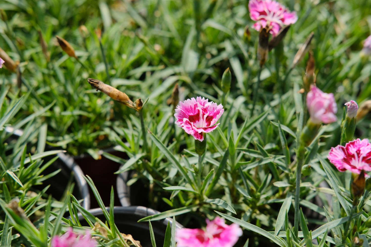 Dianthus