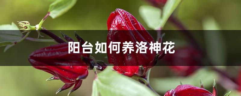 How to grow Roselle on the balcony, what should you pay attention to