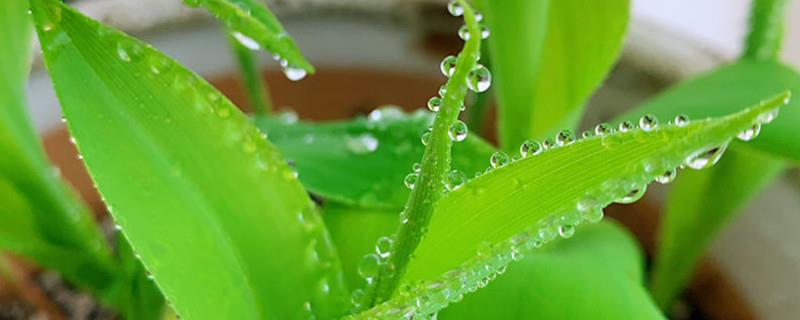 How to grow lily of the valley on the balcony, what should you pay attention to