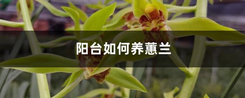 How to grow Cymbidium on the balcony, what should you pay attention to