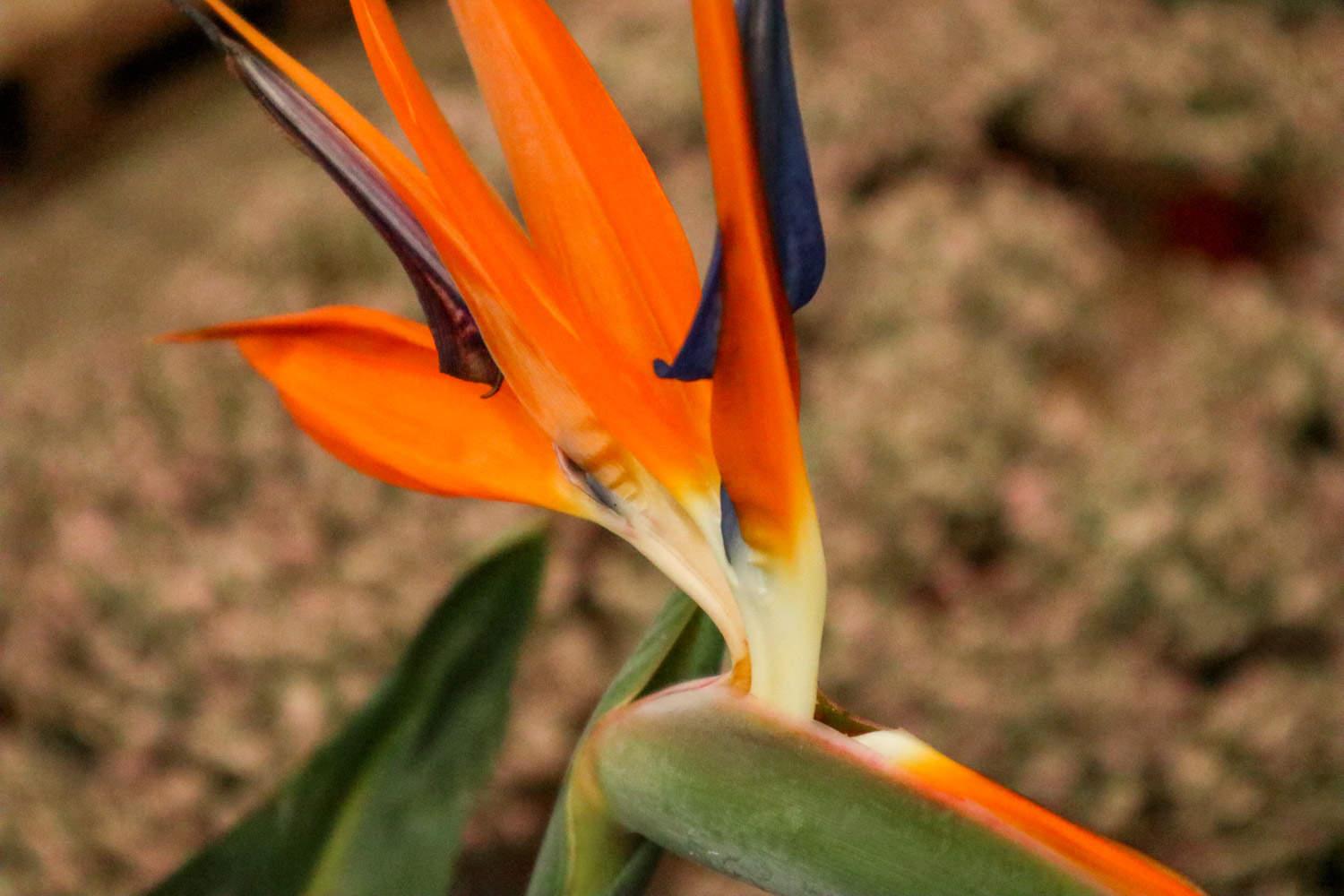 Strelitzia reginae