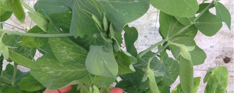 Cultivation methods and precautions for snow peas