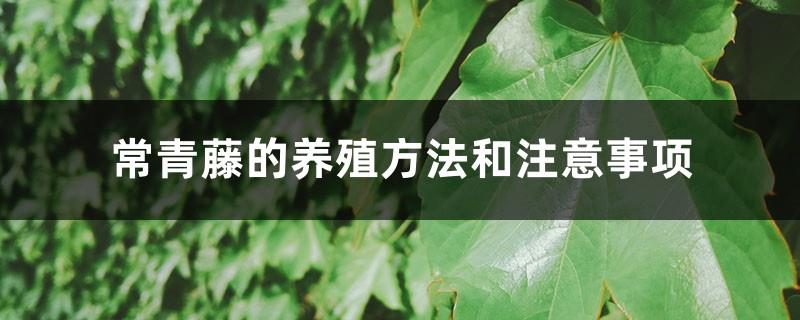 Ivy cultivation methods and precautions