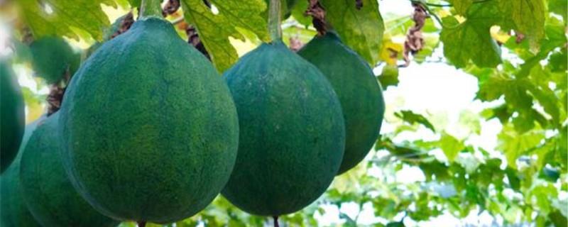Trichosanthes melon cultivation methods and precautions