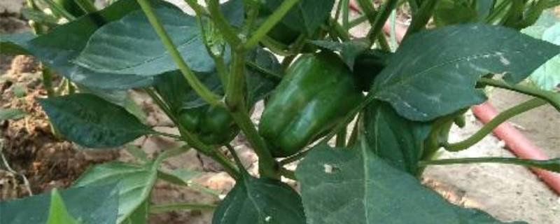 Pepper pepper cultivation methods and precautions