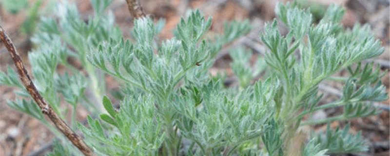 Cultivation methods and precautions of Artemisia annua