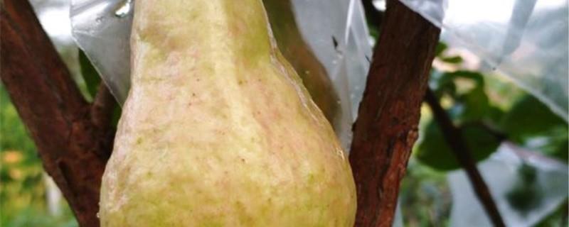 Guava breeding methods and precautions