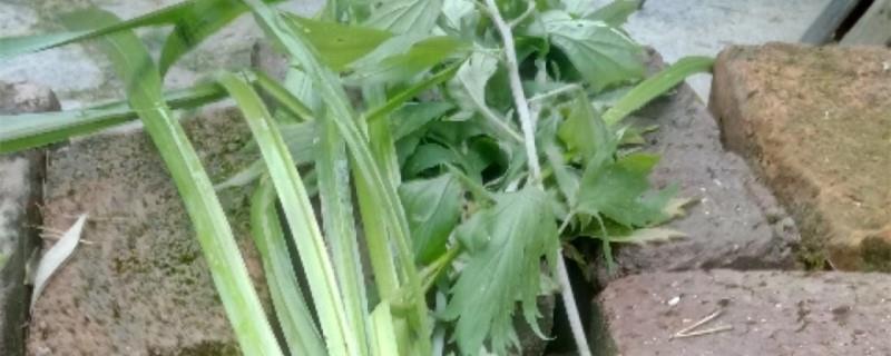 The cultivation methods and precautions of mugwort