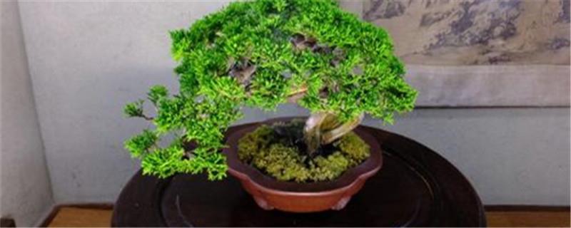 Cultivation methods and precautions for true cypress bonsai