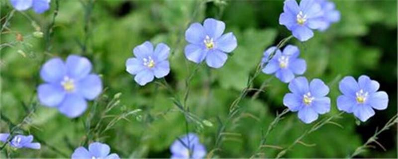 Flax cultivation methods and precautions