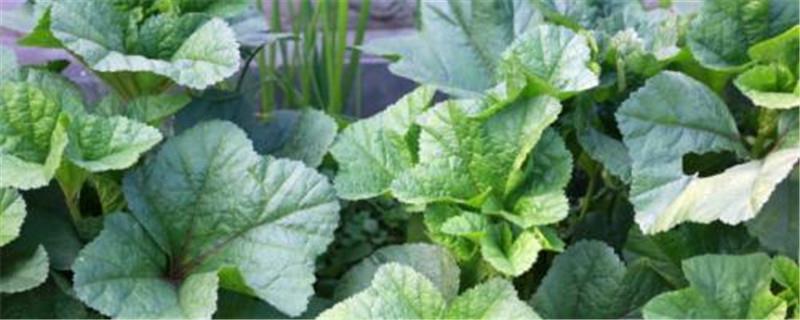 Cultivation methods and precautions for winter vegetables