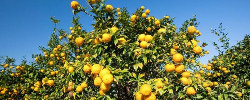 Citron farming methods and precautions