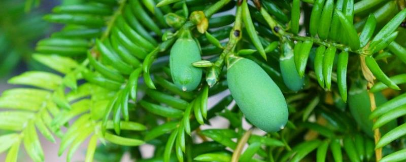 Cultivation methods and precautions of torreya