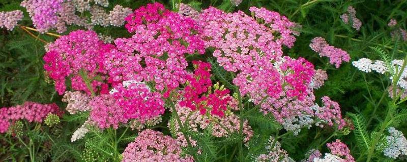Yarrow cultivation methods and precautions