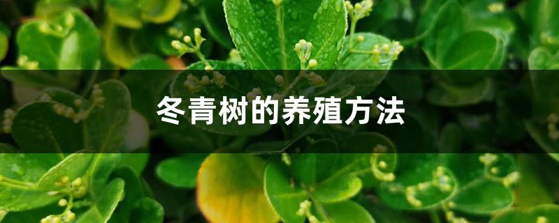 Holly tree cultivation methods and precautions