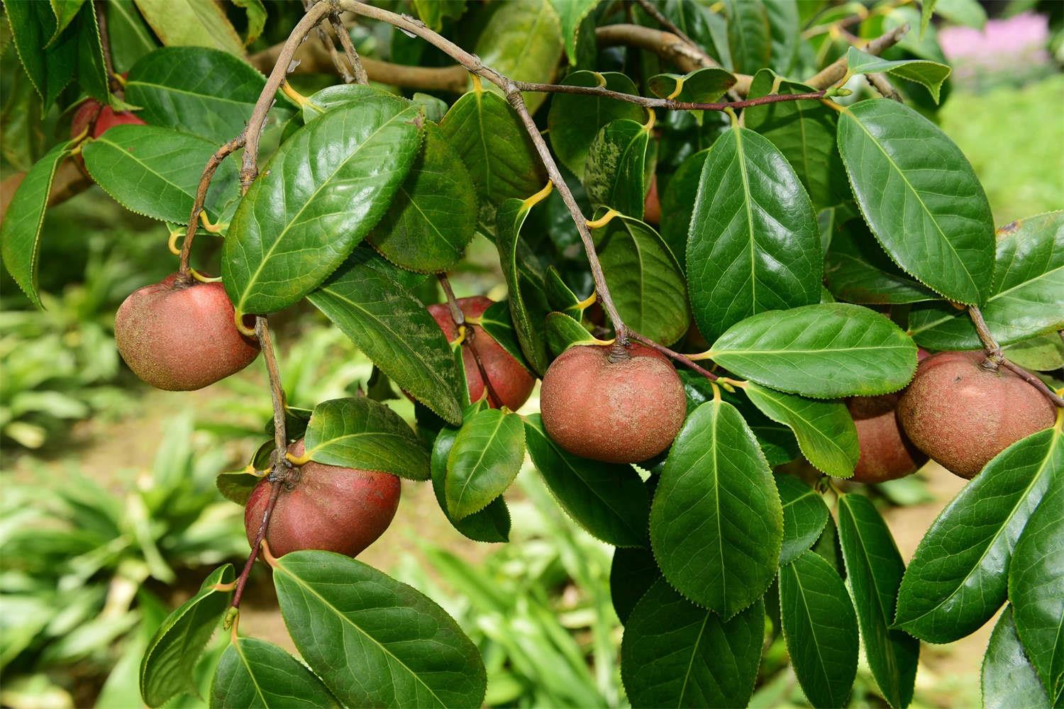 Camellia oleifera