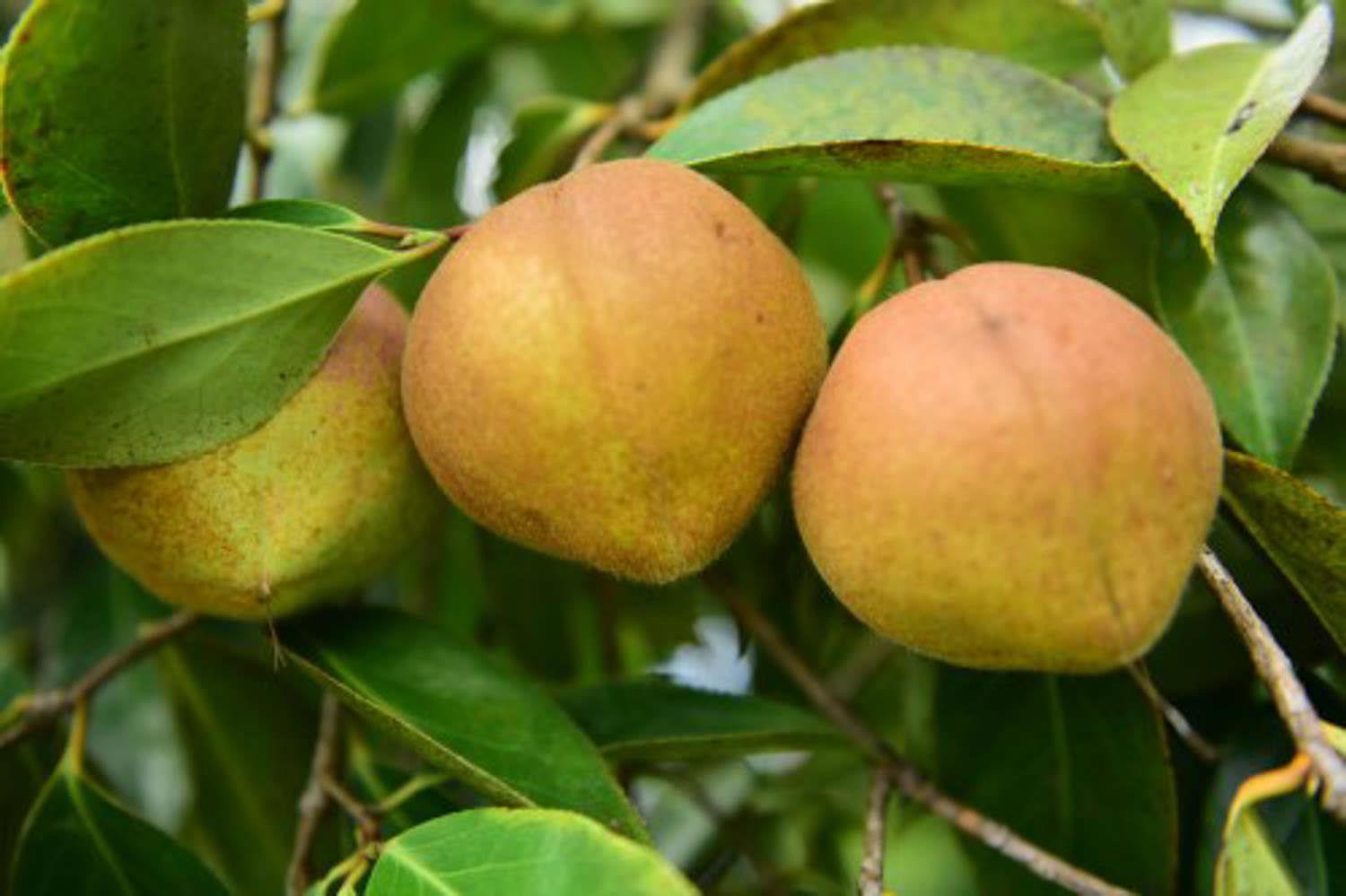 Camellia oleifera