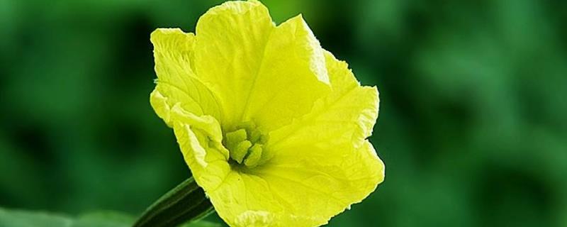 Luffa flower cultivation methods and precautions