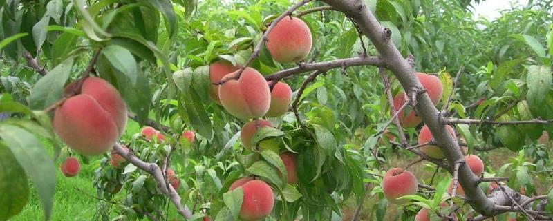 Peach farming methods and precautions