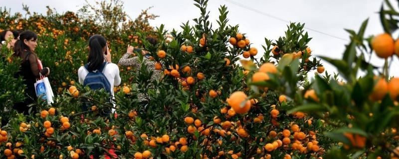 Cultivation methods and planting techniques of tangerines