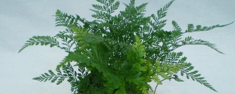 Cultivation methods and precautions for small potted ferns