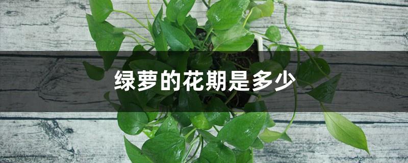 What is the flowering period of Pothos