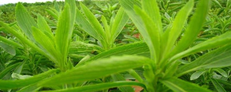 Stevia cultivation methods and precautions