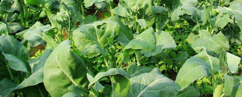 Cultivation methods and precautions for kale