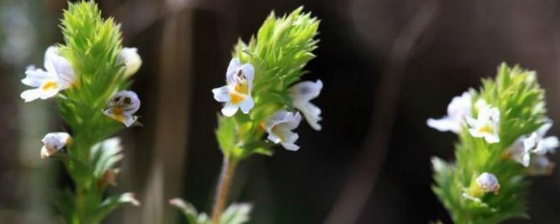 Cultivation methods and precautions of eyebright