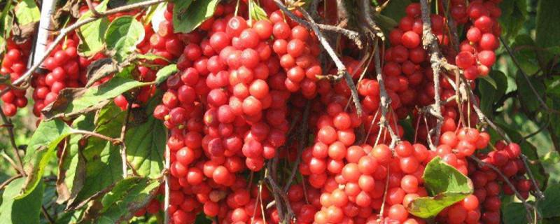 Cultivation methods and precautions of Schisandra chinensis