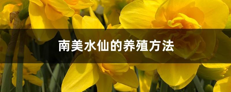 South American Narcissus Breeding Methods and Precautions