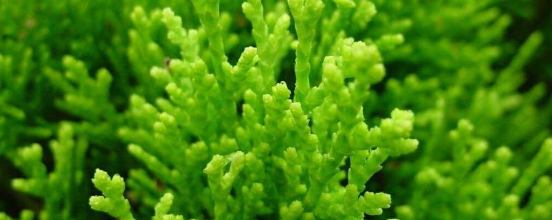 Coral Grass Cultivation Methods and Precautions