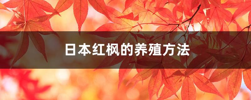 Japanese red maple cultivation methods and precautions
