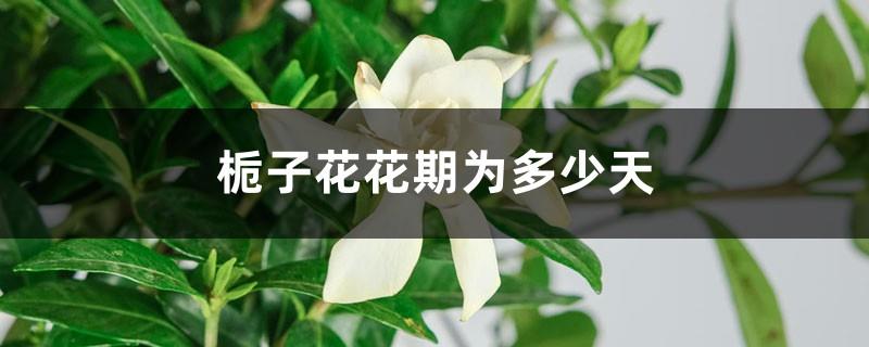 How many days does the gardenia bloom?