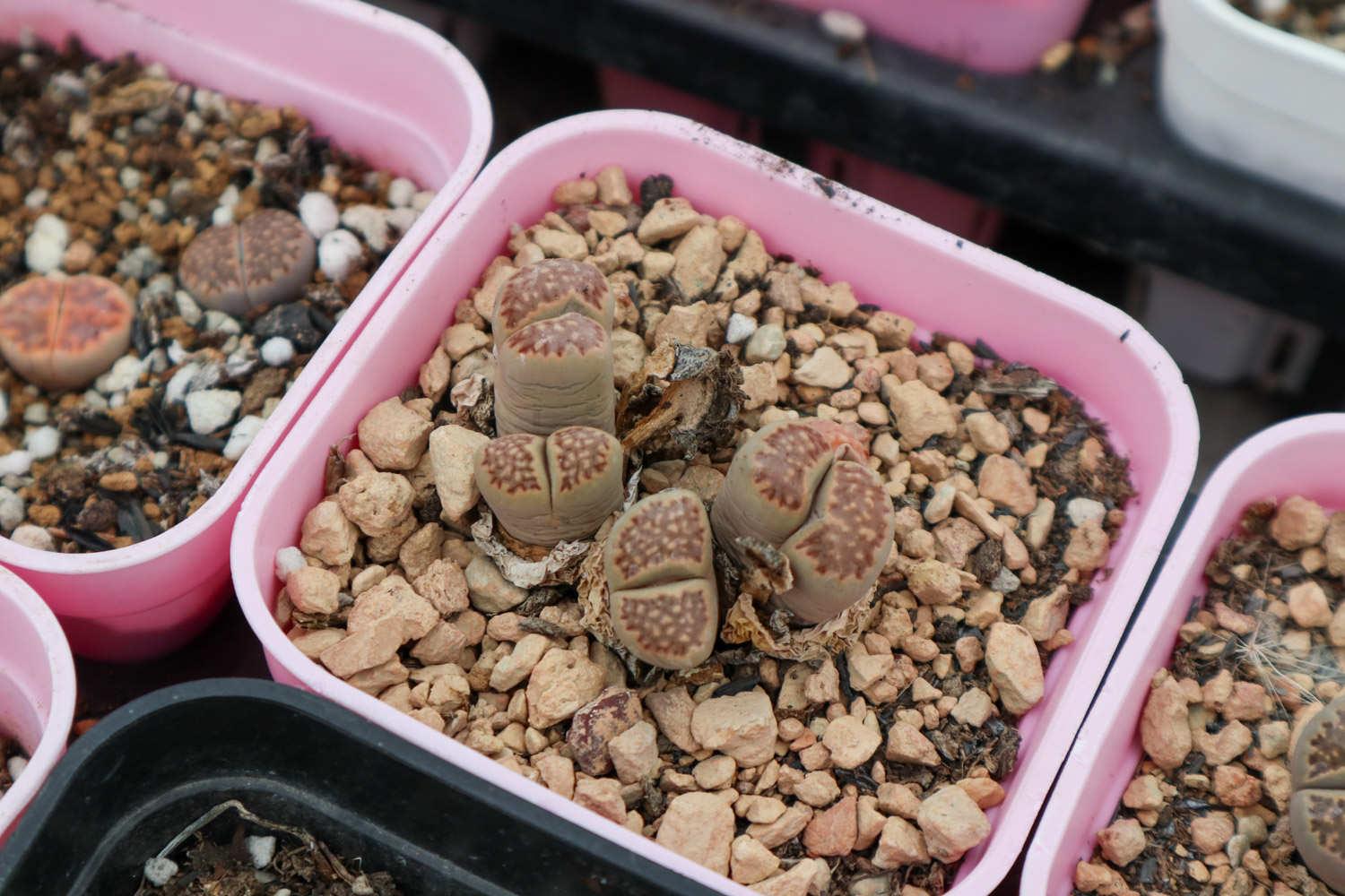 Lithops