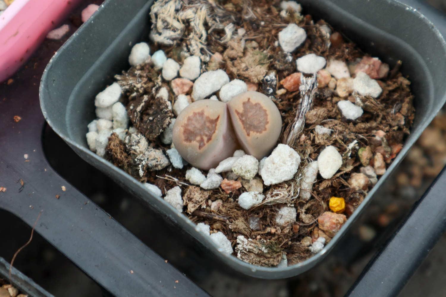 Lithops