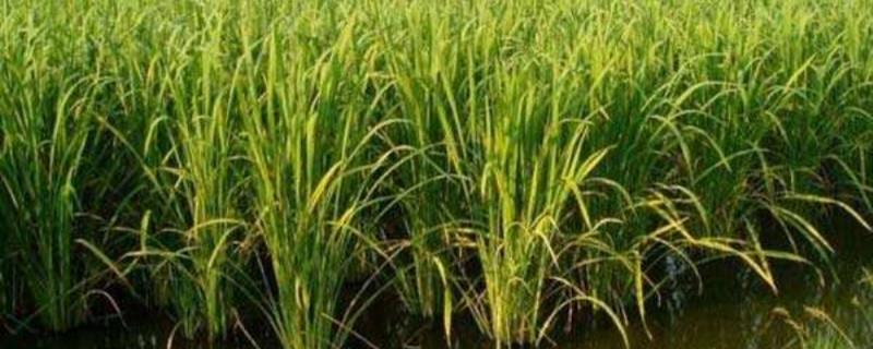 Wild rice cultivation methods and precautions