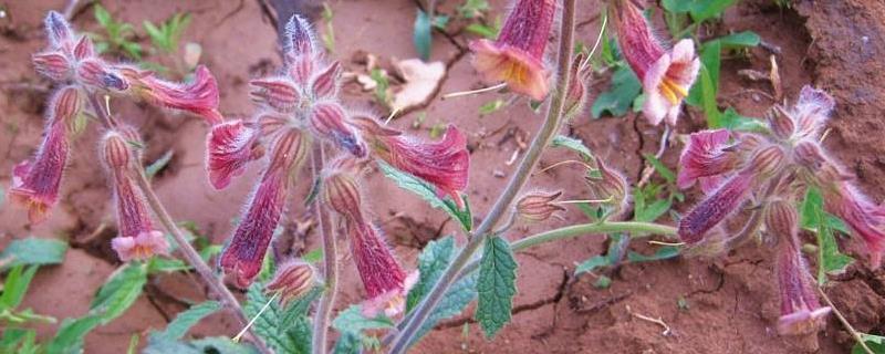 Rehmannia glutinosa cultivation methods and precautions