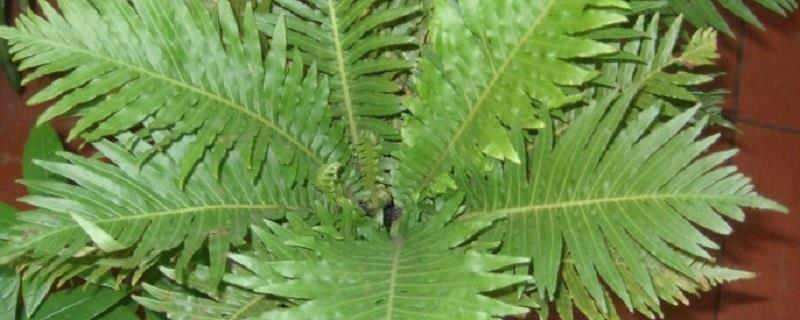 Cultivation methods and precautions for Lucky Fern