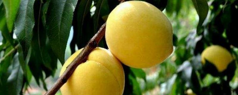 Yellow peach farming methods and precautions