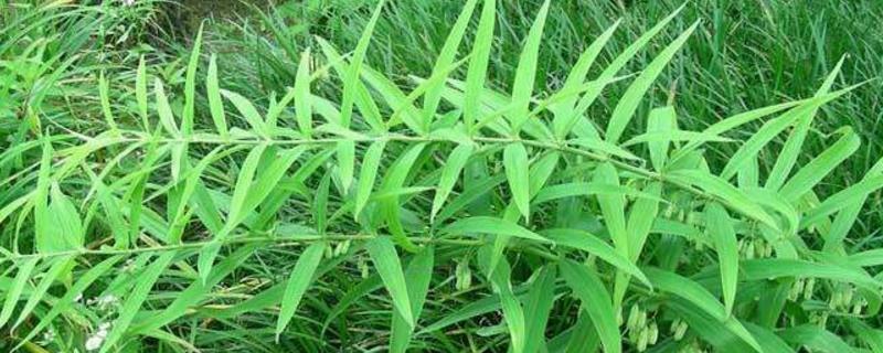 Cultivation methods and precautions for Polygonatum japonica